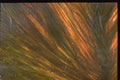 265021 The Artist's Hair A4 Photo Print