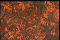 265027 Looks Like Vinyl Upholstery A4 Photo Print