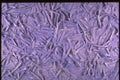 265029 Purple Noodles A4 Photo Print