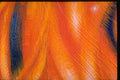 265043 Fire A4 Photo Print
