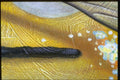 265058 Birch Bark A4 Photo Print