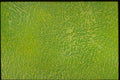 265078 Fungus A4 Photo Print