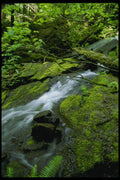 266008 Mossy Stream A4 Photo Print