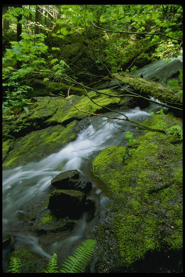 266008 Mossy Stream A4 Photo Print
