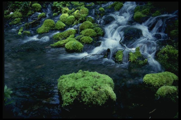 266011 Mossy Stream A4 Photo Print