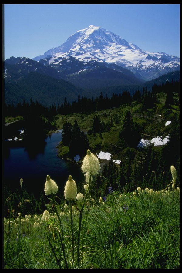 266025 Mt. Rainier A4 Photo Print