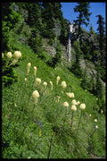 266031 Bear Grass In The Mountains A4 Photo Print
