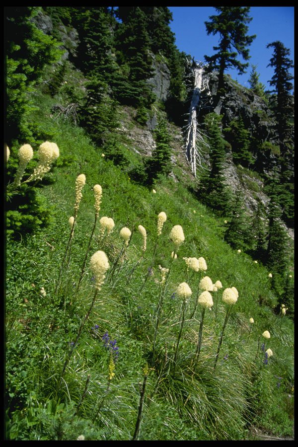 266031 Bear Grass In The Mountains A4 Photo Print