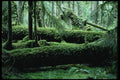 266033 Rain Forest A4 Photo Print
