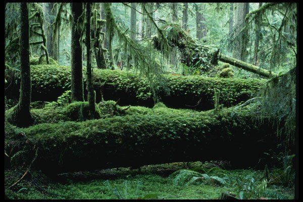 266033 Rain Forest A4 Photo Print