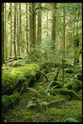 266034 Ipsut Creek A4 Photo Print