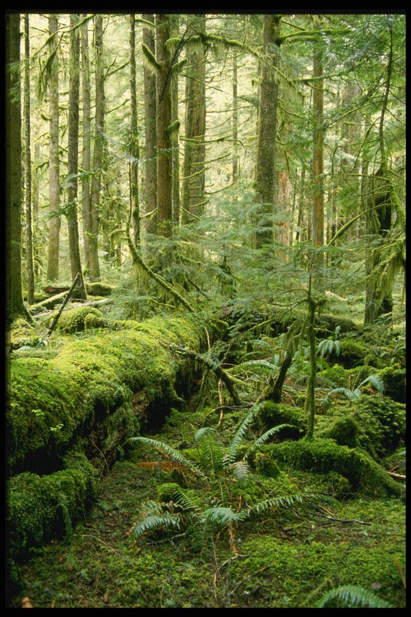 266034 Ipsut Creek A4 Photo Print