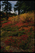 266035 Fall In The Cascades A4 Photo Print