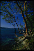 266036 Madrona Trees A4 Photo Print