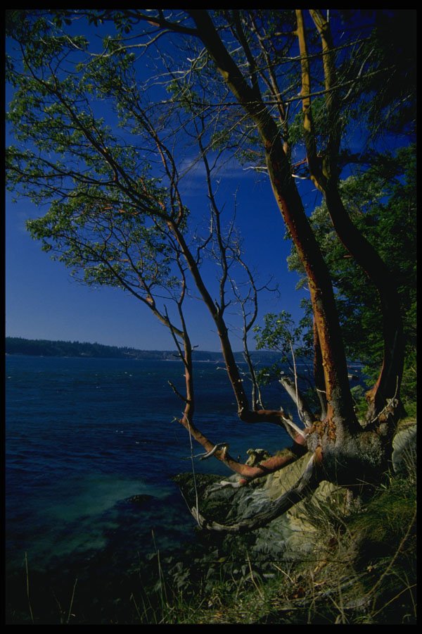 266036 Madrona Trees A4 Photo Print