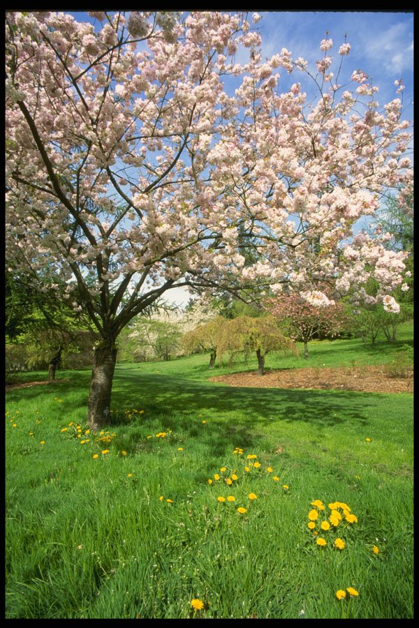 266075 Spring Color A4 Photo Print