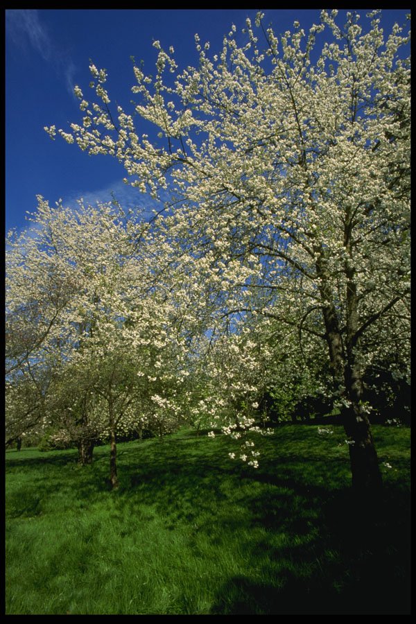 266076 Apple Blossom Season A4 Photo Print