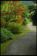 266077 Fall Color A4 Photo Print