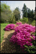 266079 Springtime Color A4 Photo Print