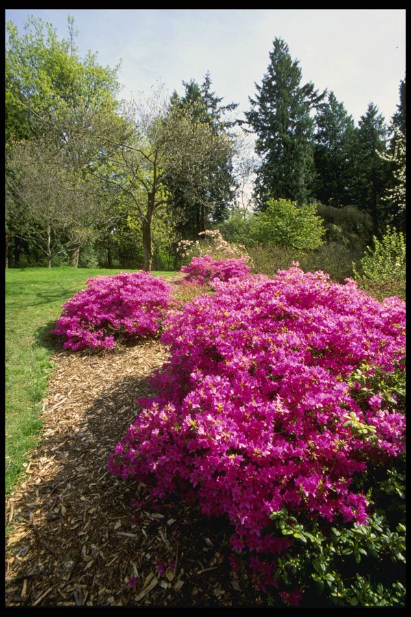 266079 Springtime Color A4 Photo Print
