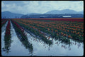 266080 Skagit Valley Tulips A4 Photo Print