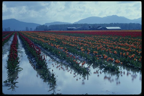 266080 Skagit Valley Tulips A4 Photo Print