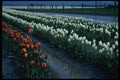 266081 Tulips And Water A4 Photo Print