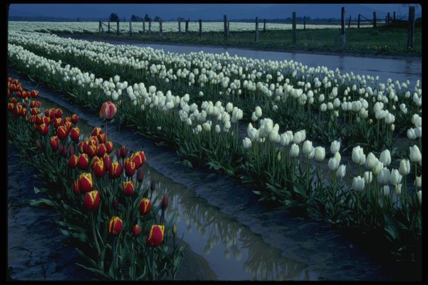 266081 Tulips And Water A4 Photo Print