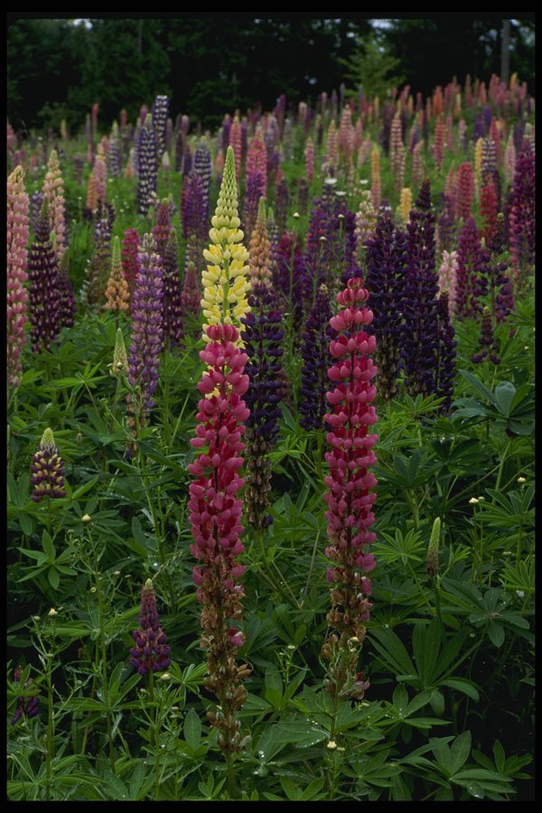 266084 Lupins A4 Photo Print