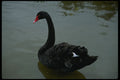 266085 Black Swan A4 Photo Print