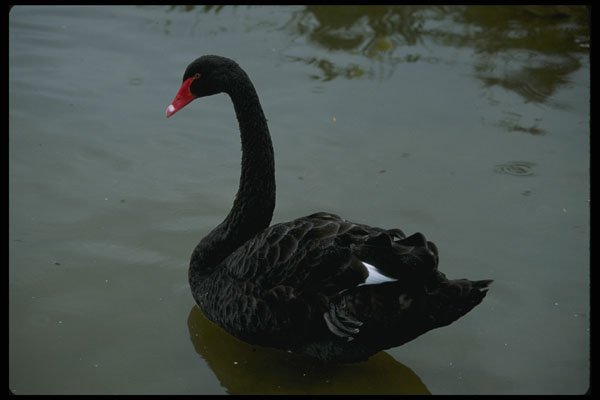 266085 Black Swan A4 Photo Print