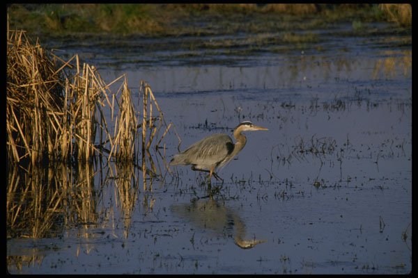 266086 Great Blue Heron A4 Photo Print