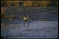 266087 Canadian Pair A4 Photo Print