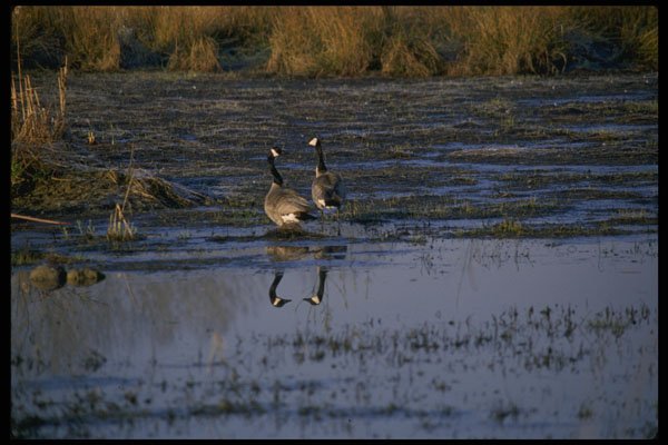 266087 Canadian Pair A4 Photo Print