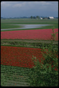266088 Field Of Tulips A4 Photo Print
