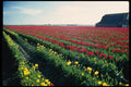 266089 Old Barn In The Tulips A4 Photo Print