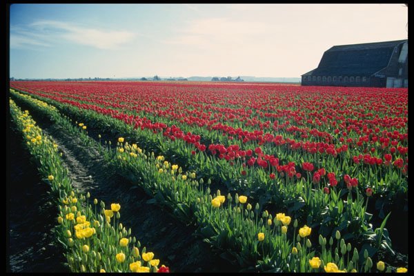 266089 Old Barn In The Tulips A4 Photo Print