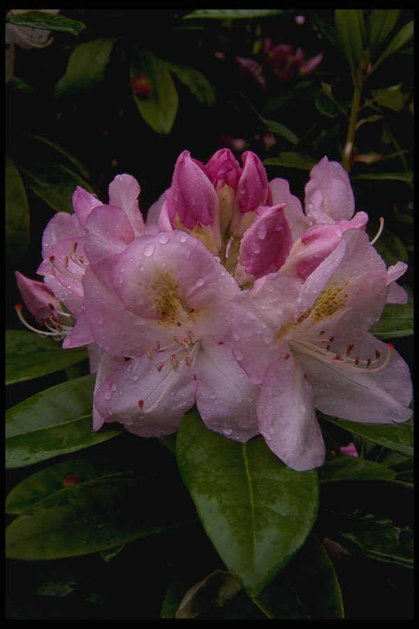 266091 Pink Splendor A4 Photo Print