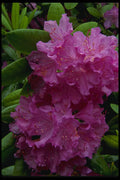266092 Rhododendron A4 Photo Print