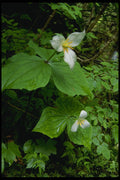 266093 Fragile Flora A4 Photo Print