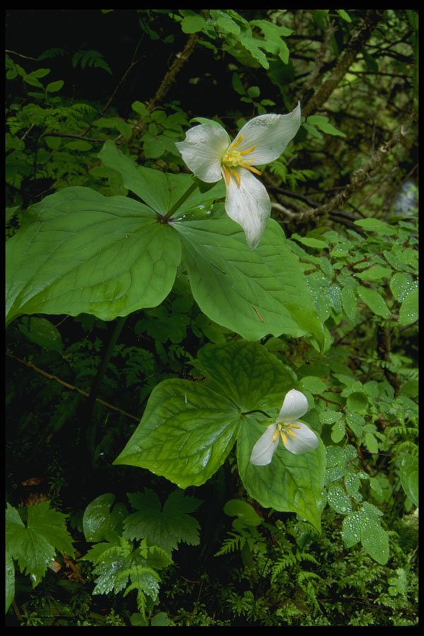 266093 Fragile Flora A4 Photo Print