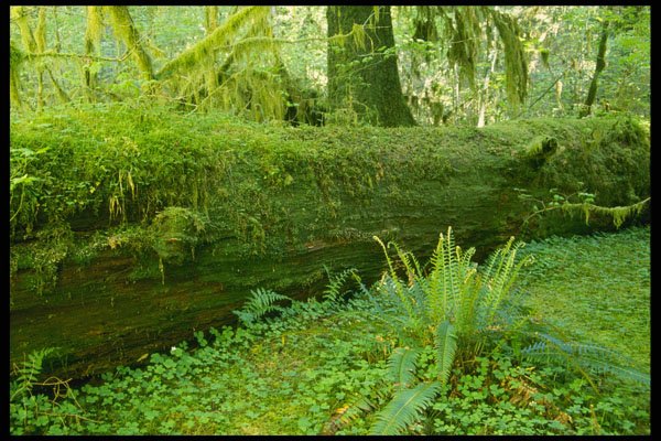 266094 Rain Forest A4 Photo Print