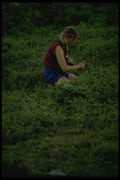 267061 Berry Picking, Newfoundland A4 Photo Print