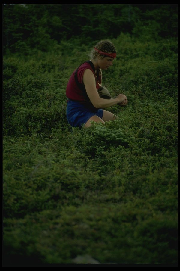 267061 Berry Picking, Newfoundland A4 Photo Print