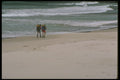 267090 Tasmania, Australia A4 Photo Print