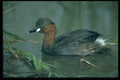 268000 Little Grebe A4 Photo Print