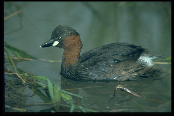 268000 Little Grebe A4 Photo Print