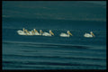 268001 White Pelicans A4 Photo Print