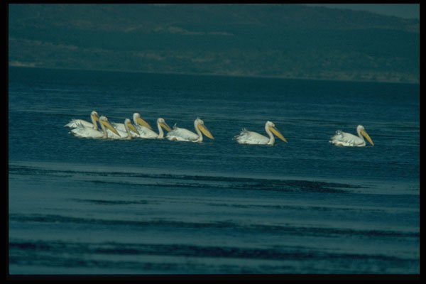 268001 White Pelicans A4 Photo Print