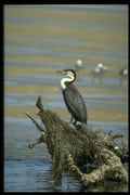 268002 Whitebreasted Cormorant A4 Photo Print